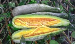 都有哪些网红吃瓜事件,揭秘网络红人的幕后风云